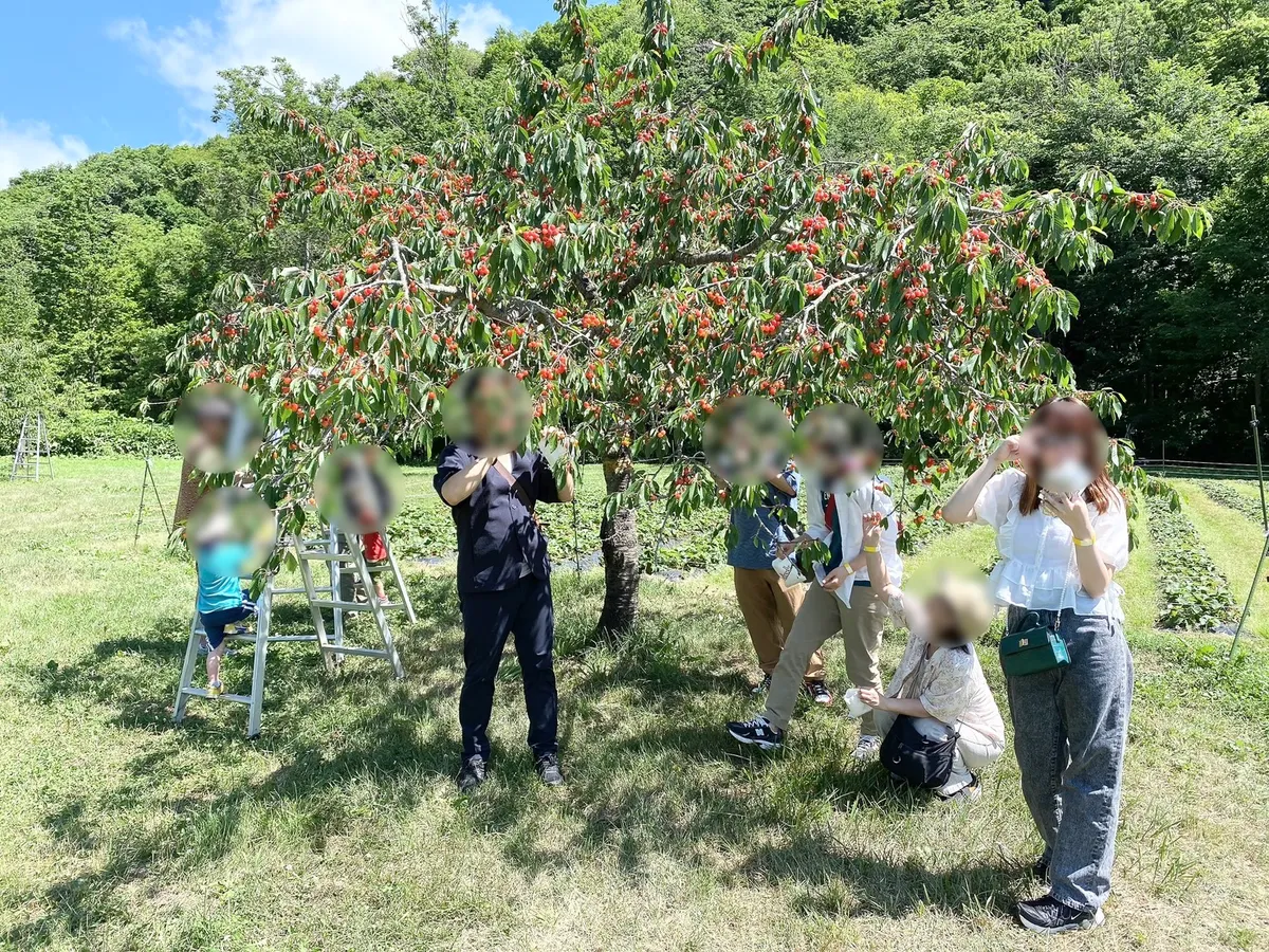 さくらんぼの木の下で果物狩りをしている様子